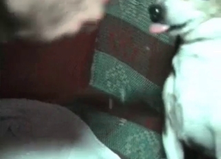 Kinky doggo wants that human cum